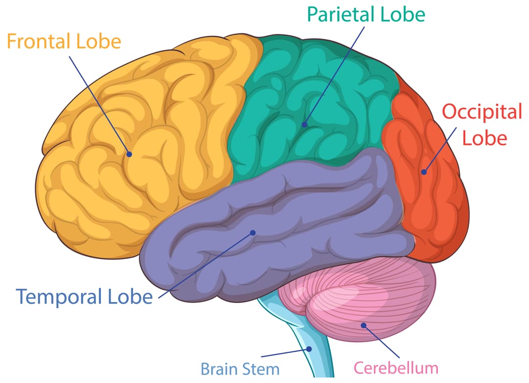 Brain diagram